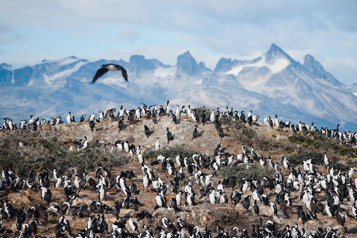 Navegação catamarã Canal Beagle | Lobos