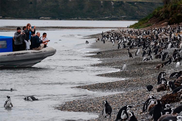 Avistagem de Pinguins