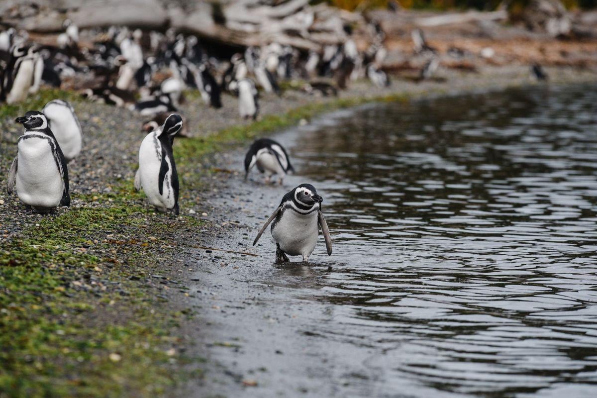 Navegação Canal Beagle Pinguinera em catamarã
