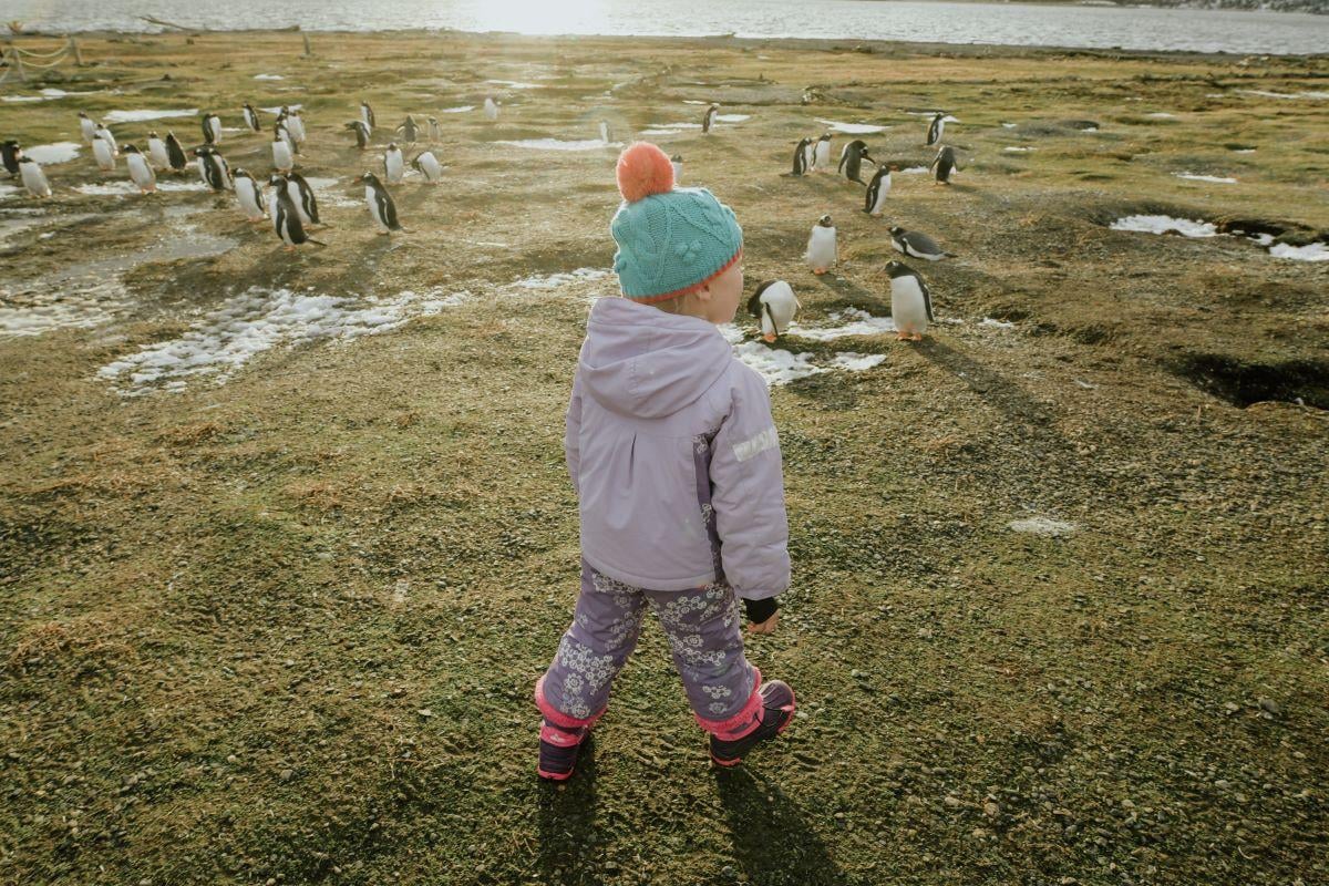 Caminhada com Pinguins